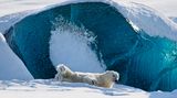 Das Königreich der Eisbären