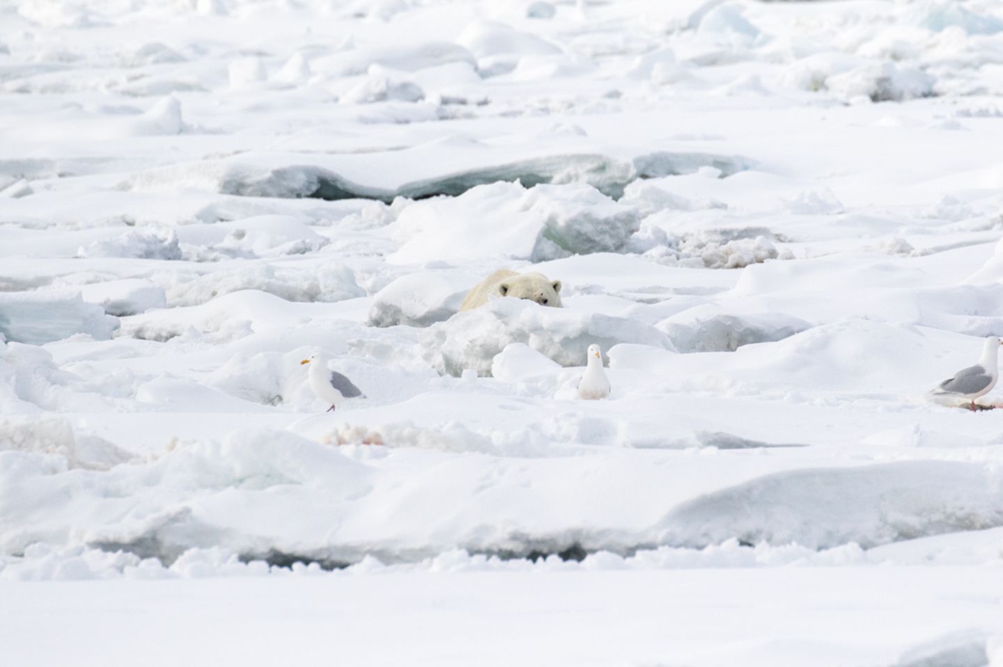 Tierfotografie: Faszinierende Bilder aus dem bedrohten Reich der Eisbären - Bild 3 Das Königreich der Eisbären