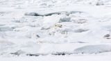 Das Königreich der Eisbären