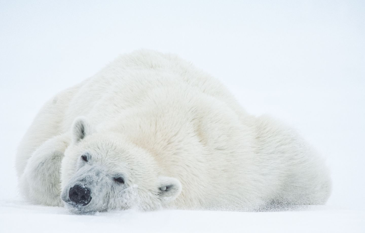 Tierfotografie: Faszinierende Bilder aus dem bedrohten Reich der Eisbären - Bild 5 Das Königreich der Eisbären