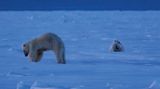 Das Königreich der Eisbären