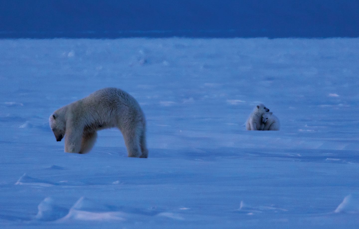 Tierfotografie: Faszinierende Bilder aus dem bedrohten Reich der Eisbären - Bild 7 Das Königreich der Eisbären