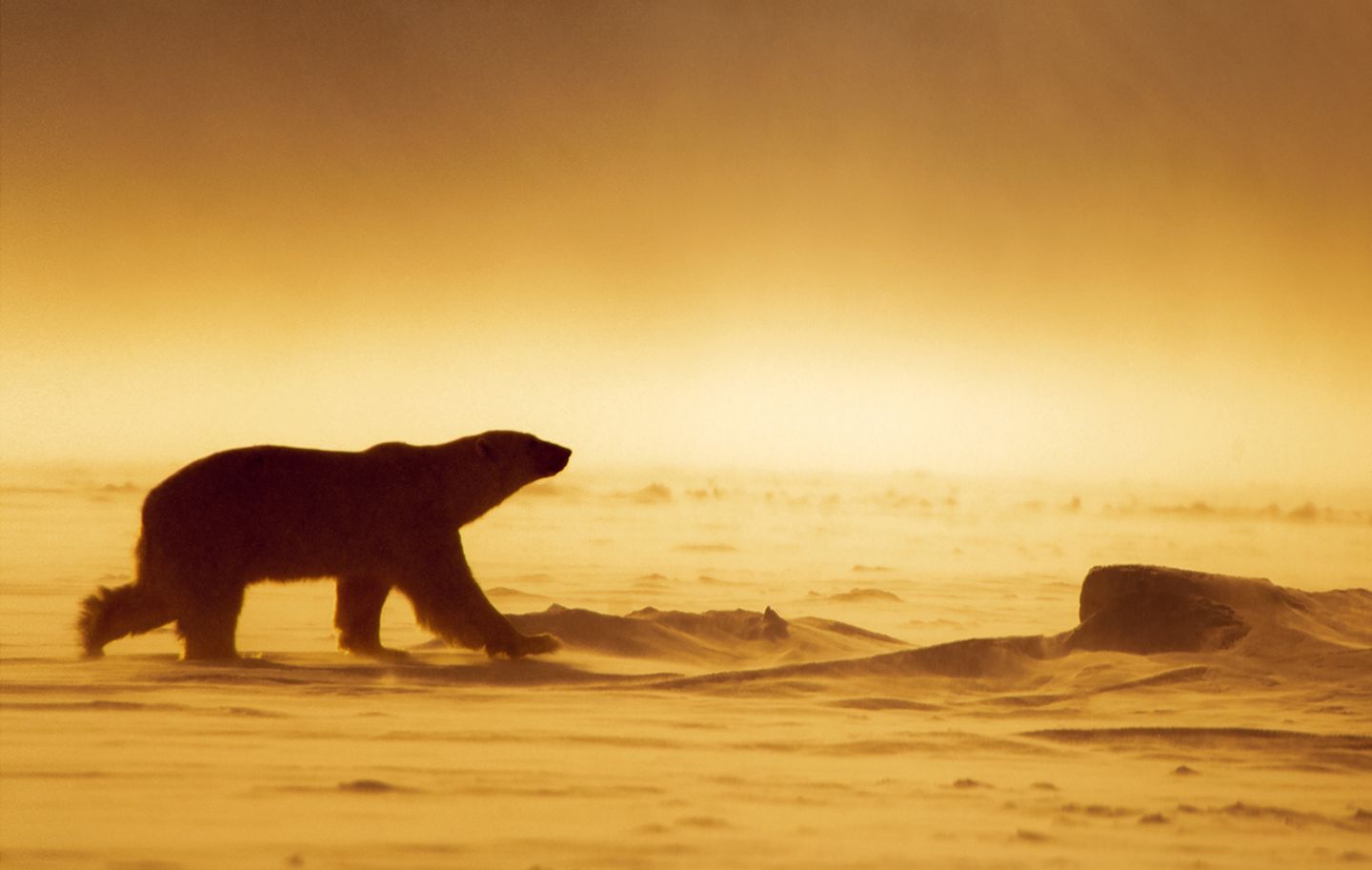 Tierfotografie: Faszinierende Bilder aus dem bedrohten Reich der Eisbären - Bild 9 Das Königreich der Eisbären