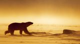 Das Königreich der Eisbären