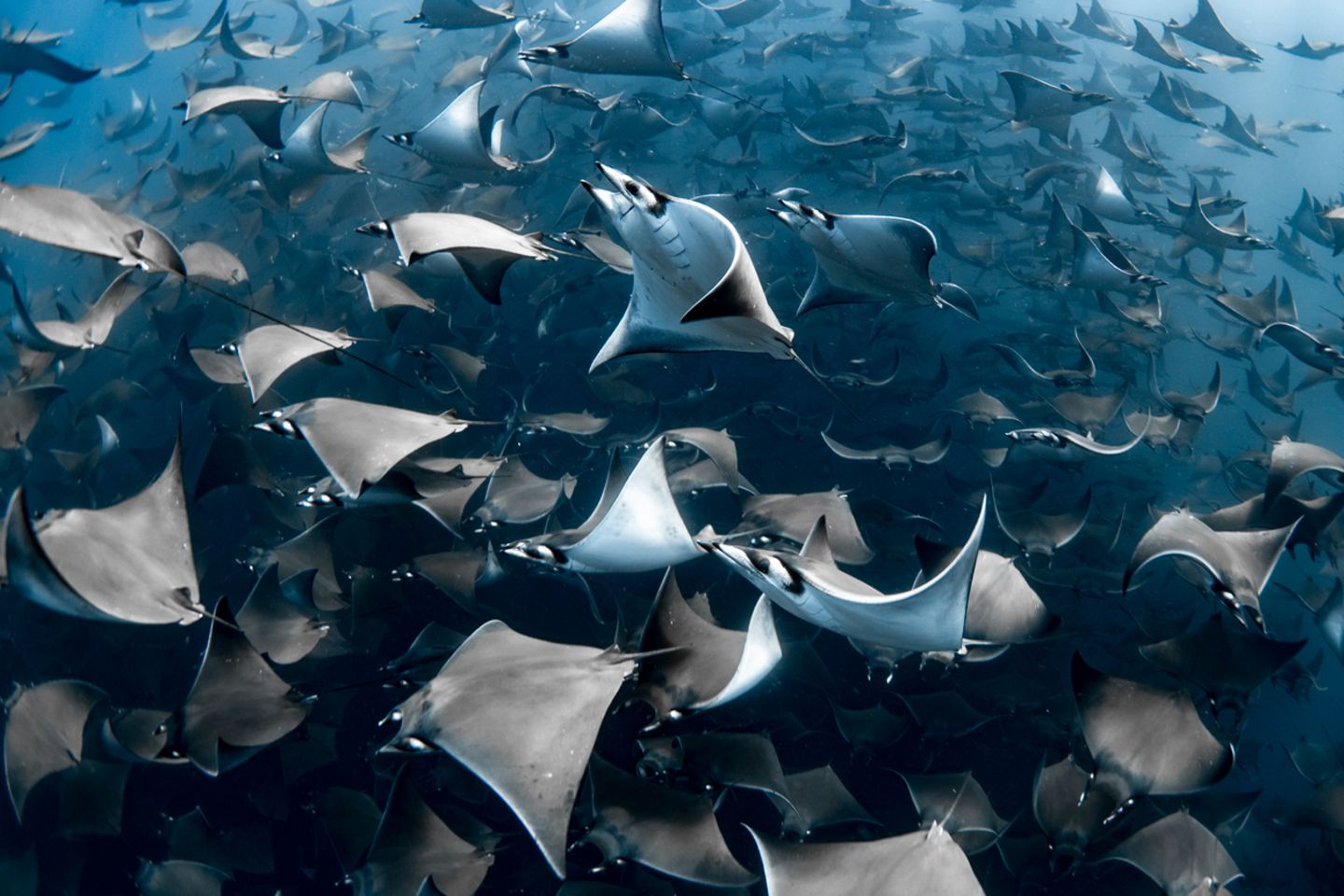 The Ocean Photographer of the Year