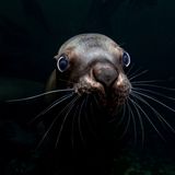 Celia Kujala/THE OCEAN PHOTOGRAPHER OF THE YEAR