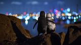 Tobias Baumgaertner/THE OCEAN PHOTOGRAPHER OF THE YEAR