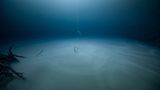 Jason Gulley/THE OCEAN PHOTOGRAPHER OF THE YEAR