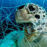 Shane Gross/THE OCEAN PHOTOGRAPHER OF THE YEAR