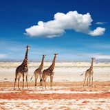 Etosha-Nationalpark