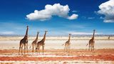 Etosha-Nationalpark