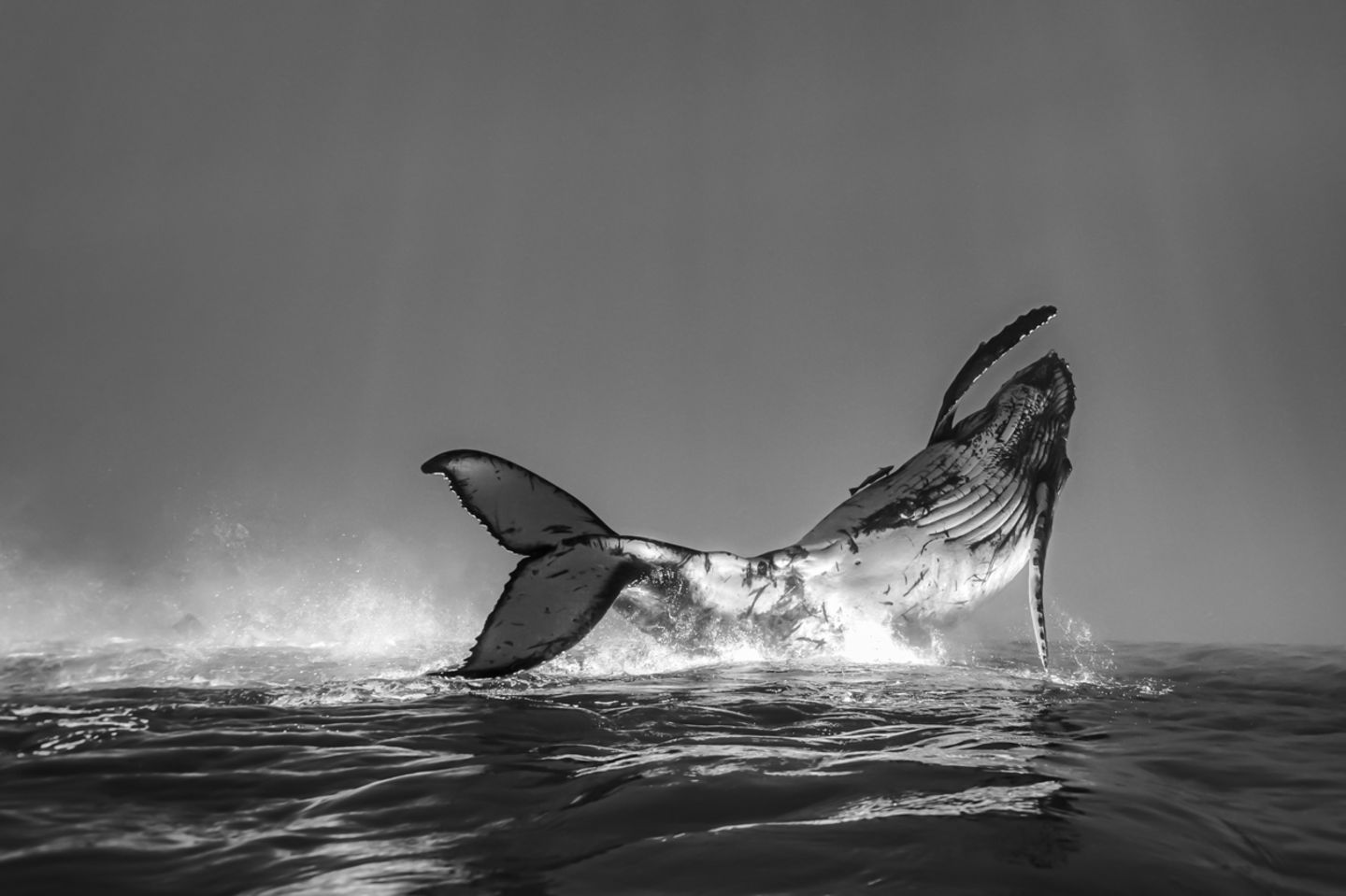 Fotowettbewerb: Preisgekrönte Ozean-Fotografie - die besten Bilder des Jahres - Bild 8