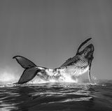 Fotowettbewerb: Preisgekrönte Ozean-Fotografie - die besten Bilder des Jahres - Bild 8