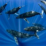 Fotowettbewerb: Preisgekrönte Ozean-Fotografie - die besten Bilder des Jahres - Bild 11