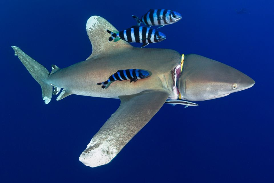 Fotowettbewerb: Preisgekrönte Ozean-Fotografie - die besten Bilder des ...