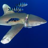 Fotowettbewerb: Preisgekrönte Ozean-Fotografie - die besten Bilder des Jahres - Bild 13