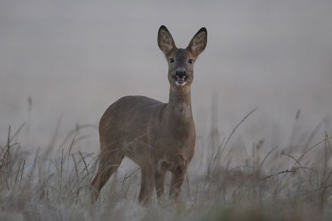 Reh