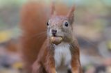 Eichhörnchen mit Nuß