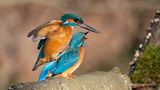 Eisvogel