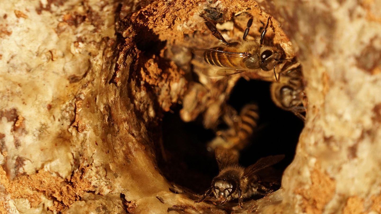 Erster bestätigter Werkzeugeinsatz Asiatische Honigbienen schmieren