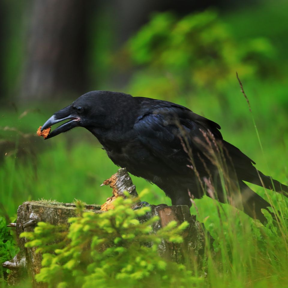 Schlaue Vögel: Dass Kolkraben besonders schlaue Tiere sind, ist mittlerweile geheinhin bekannt. Eine Studie deutet jedoch darauf hin, dass ihre kognitiven Fähigkeiten denen von Menschenaffen gleichen