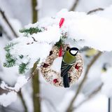 Vögel füttern im Winter