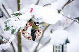 Vögel füttern im Winter