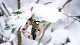 Vögel füttern im Winter