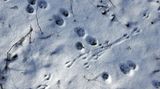 Tierspuren