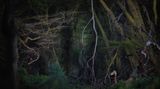 Roberto Marchegiani/Nature Photographer of the Year