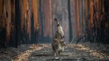 Jo-Anne McArthur/Nature Photographer of the Year