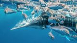 Karim Iliya/Nature Photographer of the Year