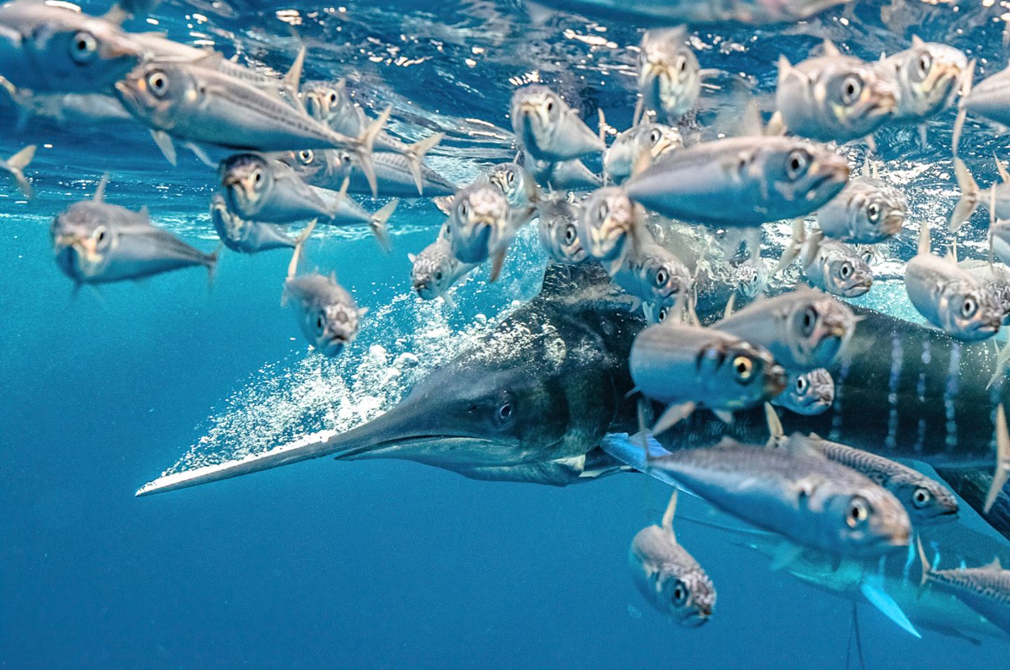 Karim Iliya/Nature Photographer of the Year