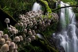 Kevin De Vree/Nature Photographer of the Year