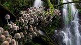 Kevin De Vree/Nature Photographer of the Year