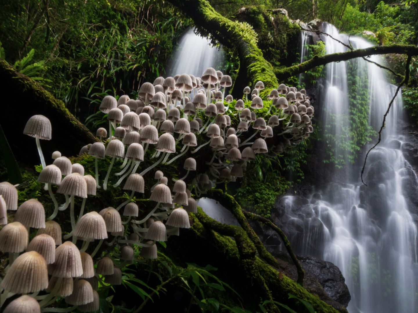 Kevin De Vree/Nature Photographer of the Year