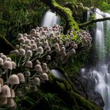 Kevin De Vree/Nature Photographer of the Year