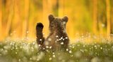 Amit Eshel/Nature Photographer of the Year