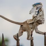 Wei Fu/Nature Photographer of the Year