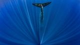 Paul Goldstein/Nature Photographer of the Year