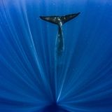 Paul Goldstein/Nature Photographer of the Year