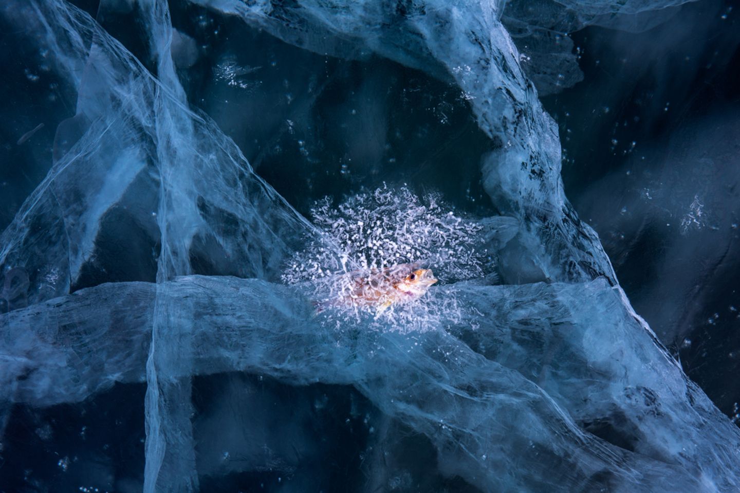 Andrea Pozzi/Nature Photographer of the Year