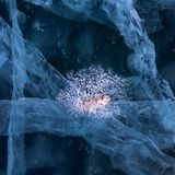 Andrea Pozzi/Nature Photographer of the Year