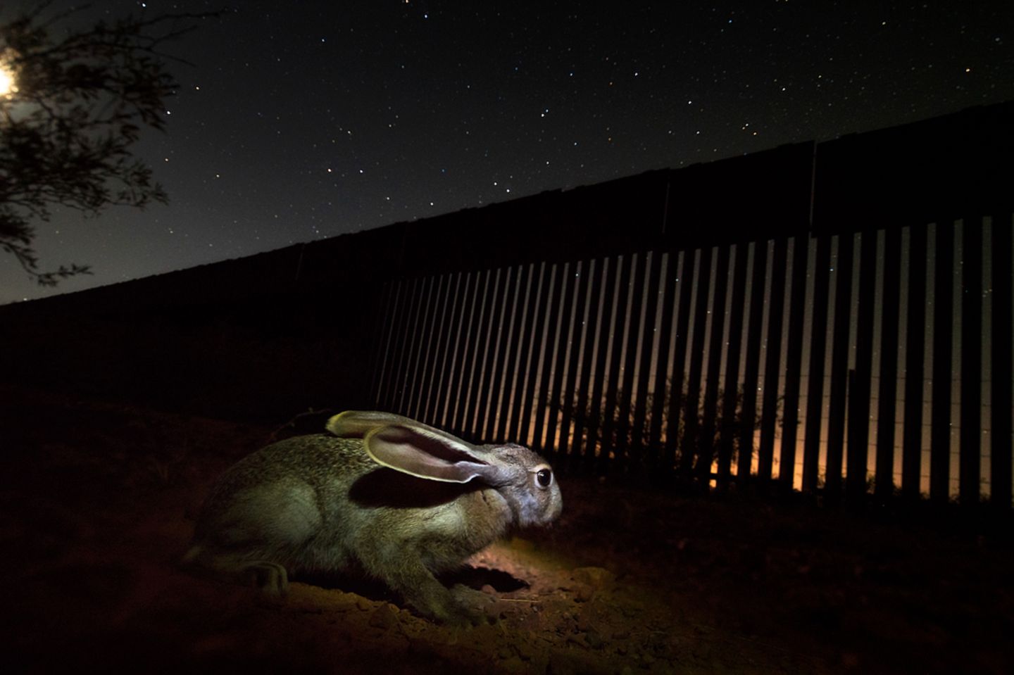 Alejandro Prieto/Nature Photographer of the Year