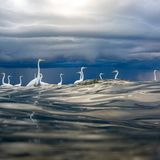 Oscar Diez/Nature Photographer of the Year