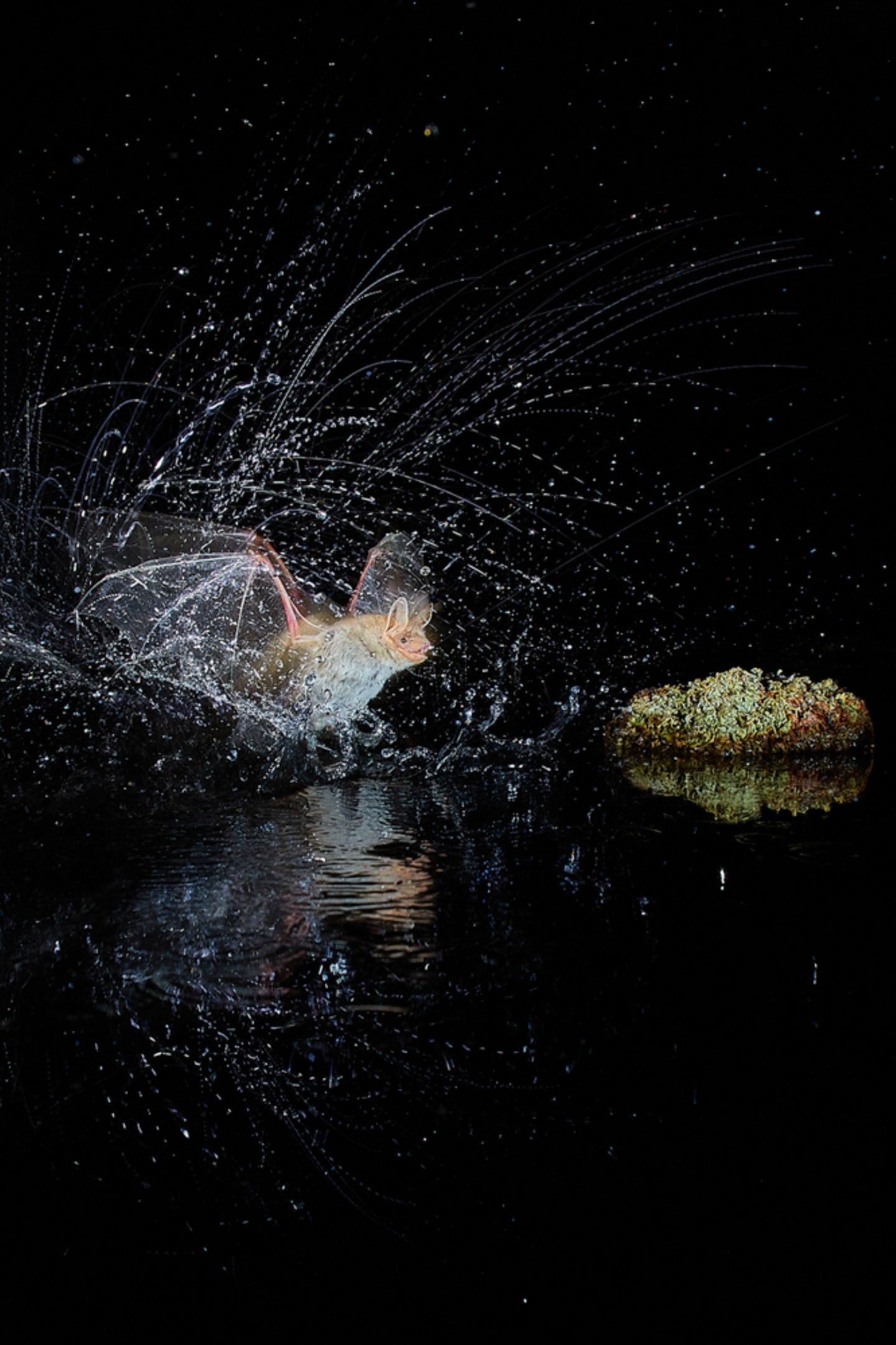 Antonio Leiva Sanchez/Nature Photographer of the Year