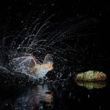 Antonio Leiva Sanchez/Nature Photographer of the Year