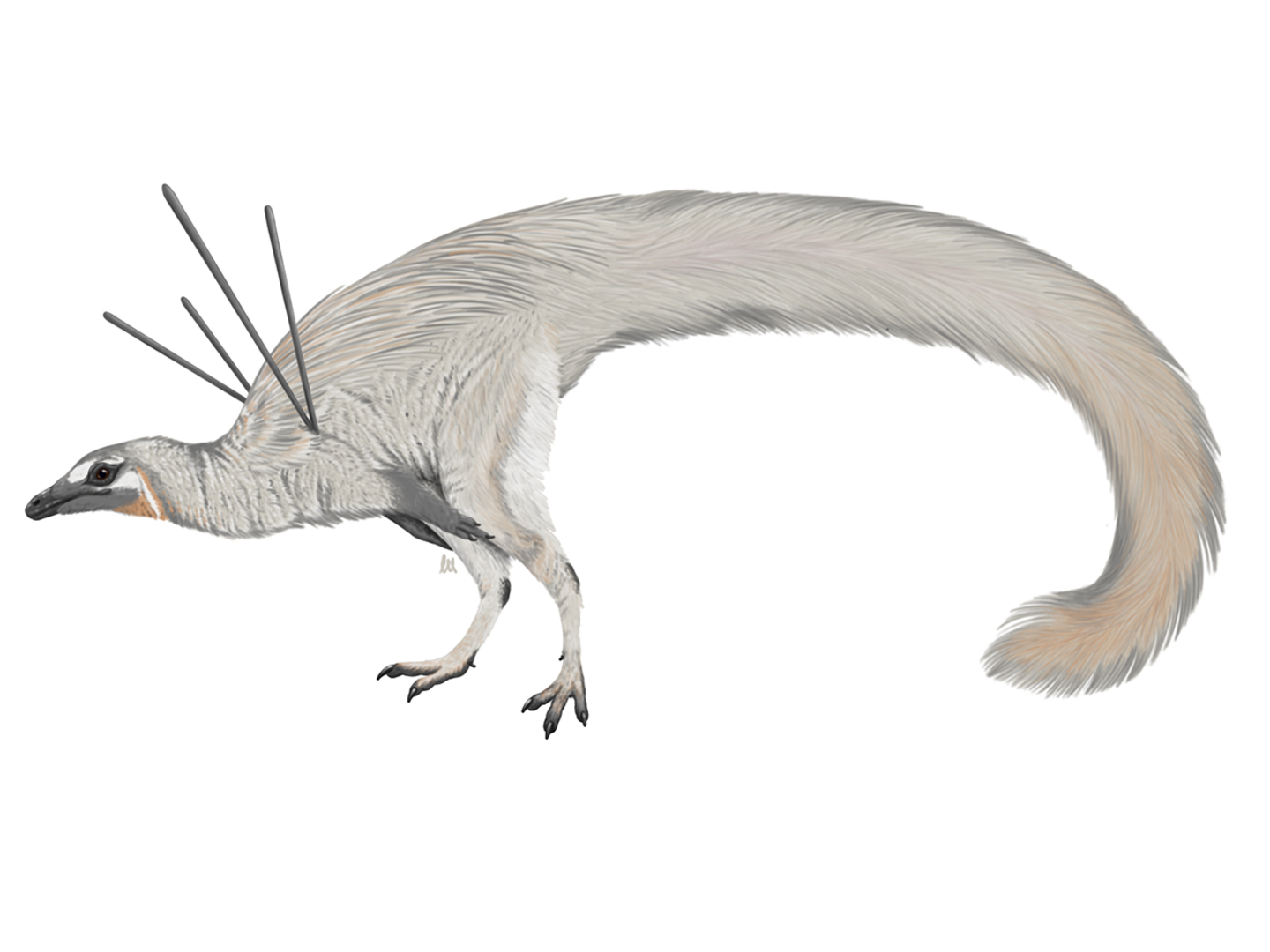 Ubirajara jubatus