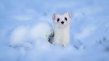 Wiesel im Schnee