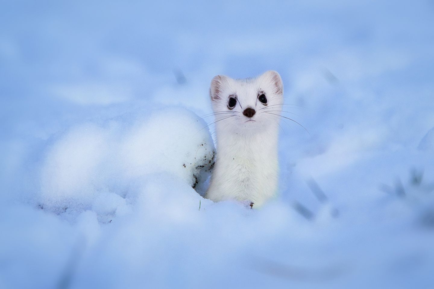 GEO LESERFOTO: Die besten Leserfotos: Dezember 2020 - Bild 5 Wiesel im Schnee